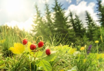 Smultron (Fragaria vesca) växer i utkanten av en granskog i Sverige. Bilden fångar de röda bären i somrig miljö och används för att lyfta fram behovet av att rädda svensk natur.