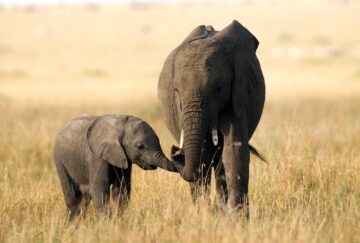 En elefanthona (Loxodonta) går tillsammans med sin unge över savannen i Selous, Afrika. Bilden fångar ett ömt ögonblick i naturen och symboliserar familjeband och kärlek.