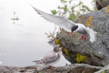 En silvertärna (Sterna paradisaea) matar sin unge. Bilden visar fågeln i luften med öppen näbb, precis ovanför den stående ungen i en naturlig våtmarksmiljö.
