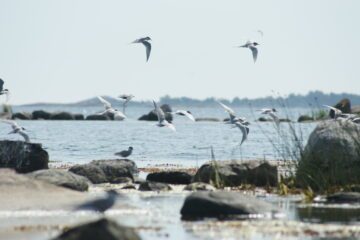 Silvertärnor (Sterna paradisaea) flyger över den svenska skärgården en klar dag. Bilden visar flera fåglar i luften ovanför klippor och vatten i Östersjön.