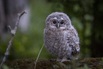En ung kattuggla (Strix aluco) står på en gren i en svensk skog. Bilden visar fågeln i dagsljus med ögonkontakt, omgiven av naturens färger.