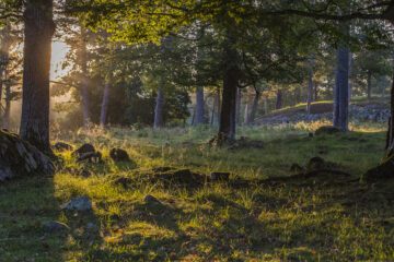 Morgonljus filtreras genom lövverket i en sydsvensk lövskog i Eriksberg. Bilden visar ett stillsamt skogslandskap utan djur, med varma färger och naturens lugn.