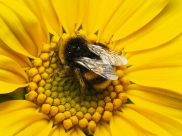 Närbild på en humla på en gul blomma