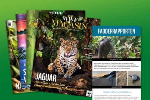 4 nummer av WWF magasin och Planetrapporten