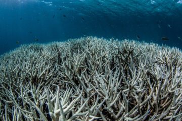 Tipping points korallrev