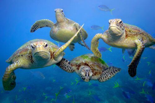 Fyra gröna havssköldpaddor (Chelonia mydas) simmar tillsammans i det klara vattnet vid Stora barriärrevet i Queensland, Australien. Bilden visar ett undervattensperspektiv av vilda djur i sin naturliga miljö.