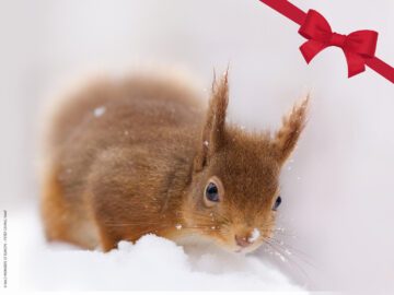 En rödbrun ekorre i snön. I högre övre hörnet syns en röd rosett som ger bilden en julkänsla