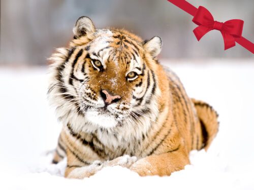 En tiger ligger ned i snön med huvudet på sne mot kameran och tassarna i kors. I det övre högra hörnet syns en röd rosett som ger bilden en julkänsla.