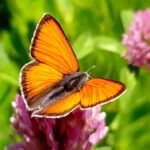 gåvokort-MORS-DAG-fjäril-orange Orange fjäril på rödklöver