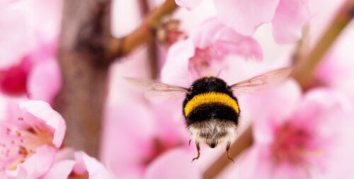 Humla flyger över päronblomster