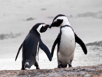 Två pingviner står näbb mot näbb och ser ut att forma ett hjärta med vingarna