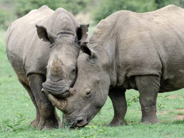 Två noshörningar på en gräsyta