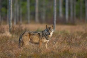 Varg foto Ola Jennersten