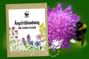 WWFs fröpåse ovanpå en bild med en klöverblomma och humla