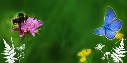 En humla och en fjäril på grön bakgrund.