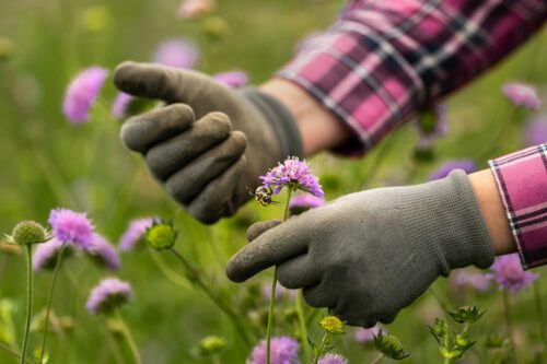 insamling-av-ängsfröer-ängsfröprojektet