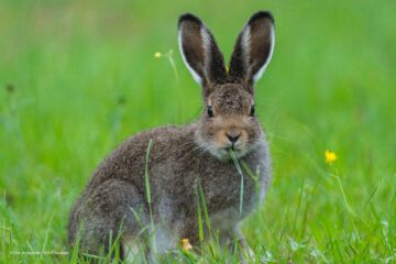 En uppmärksam hare sitter i gräset och tuggar på ett grässtrå