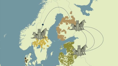 Grafisk karta över norden med vargpopulationer i mellansverige, Finland och Baltikum.