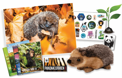 Pandaklubben 2026