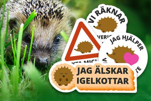Fyra klistermärken med en tecknad stiliserad igelkott och olika positiva textbudskap. Bakom dem tittar en riktig igelkott fram mellan gröna grässtrån-