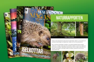 Bilden visar fyra nummer av naturtidningen WWF Magasin. På den översta ser man omslag med bild på igelkott. Bredvid ligger ett exempel på det digitala nyhetsbrevet Naturrapporten.