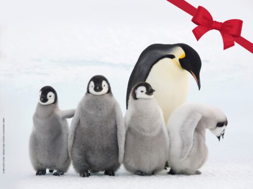 Fyra mindre pingviner och en stor i snön. I högre övre hörnet syns en röd rosett som ger bilden en julkänsla