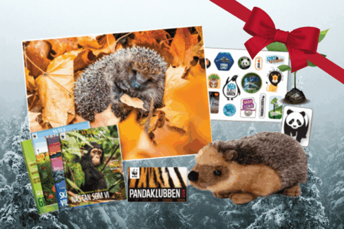 Bild på igelkott, igelkottsgosedjur, WWF magasin, dekal och medlemskort