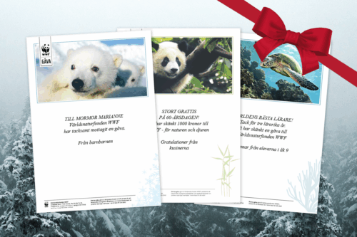 Tre stycken gåvokort med olika motiv, en isbjörn, en panda och en havsköldpadda