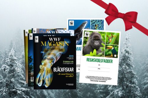 Fadderbevis och WWF Magazine