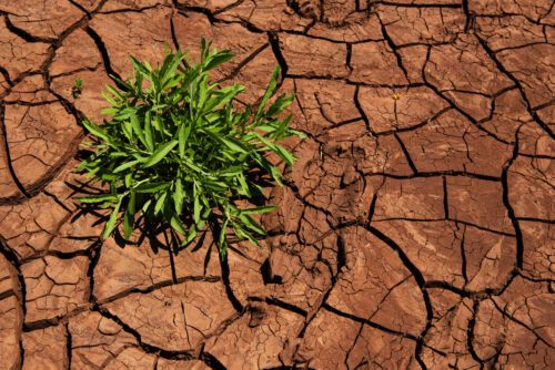 Torka i Kenya. Foto: Troy Enekvist