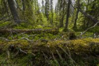 Lågor i gammelskog 20150701_134653Ola Jennersten.jpg Lågor i gammelskog 20150701_134653Ola Jennersten.jpg