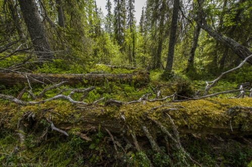 Lågor i gammelskog 20150701_134653Ola Jennersten.jpg Gammelskog. Foto: Ola Jennersten/WWF
