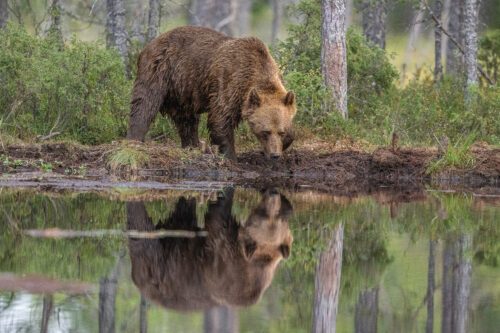 _WW2158039 (1), © Ola Jennersten/ WWF-Sverige _WW2158039 (1)