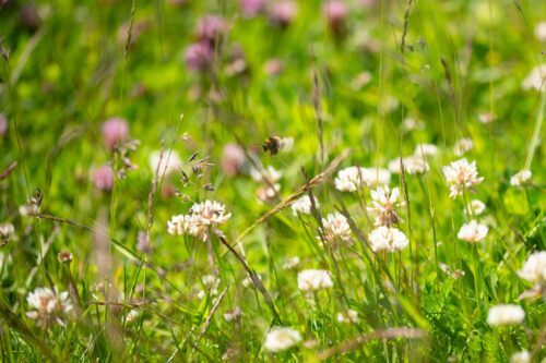 Blommande högruff (c) Troy Enekvist