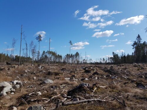 Kalhygge i Roslagen.