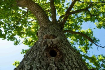 Ek vid golfbana (c) Troy Enekvist