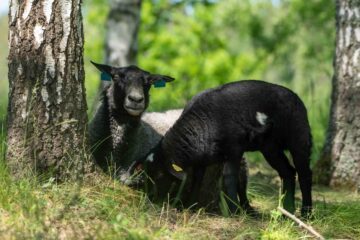 Får vid golfbana (c) Troy Enekvist