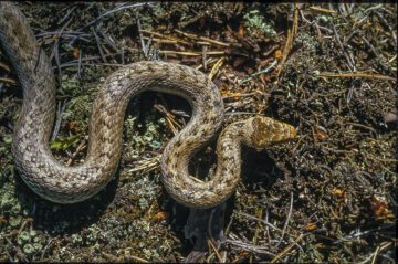 Hasselsnok (c) Ola Jennersten