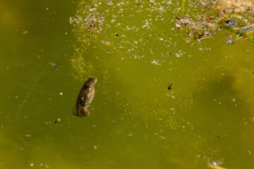 Mindre vattenslamander (c) Troy Enekvist