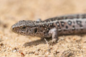 Sandödla, (Lacerta agilis), hona.