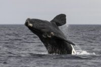 Nordkapare (Eubalaena glacialis)