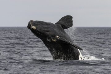 Nordkapare (Eubalaena glacialis)