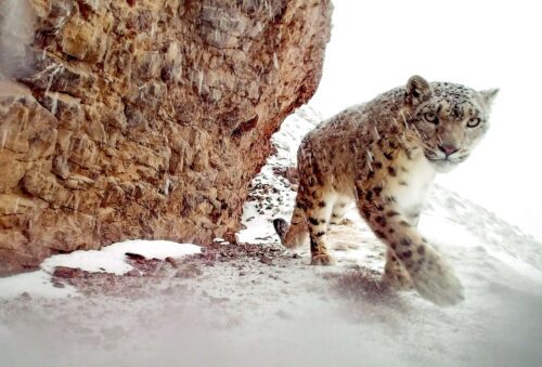 微信图片_20240823103528-Eko3-25_beskuren Snöleopard och snö som faller.