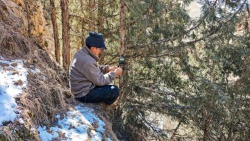 En person sätter upp på ett träd.