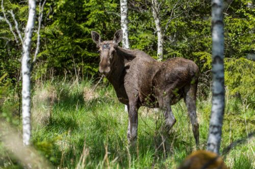 A moose (Alces alces), bull. A moose (Alces alces), bull.