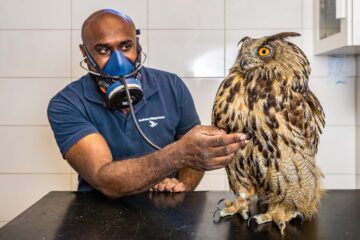 Victor Persson undersöker en berguv. Foto: Marcus Westberg Victor Persson undersöker en berguv, men stetoskop och mask i ett kaklat rum.