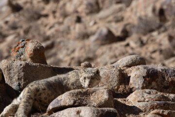 Snöleopard bland stenar.