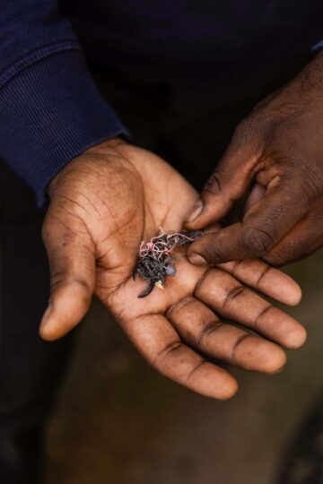 Fågelklo, intrasslad i fiskelina, ligger i Victors hand.