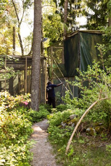 Voljärer bland stora träd och Victor står nära och inspekterar.