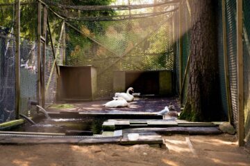 Två svanar sitter på marken i ett hägn.